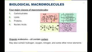 Chapter 3 - Biological Macromolecules