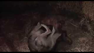 White Fang Bulldog Almost Kills Wolf