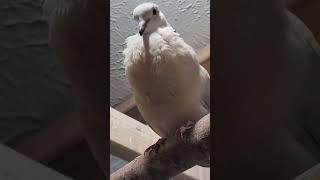 Video demonstration of true Male behavior in the Ringneck Dove that has reached breeding age. #dove