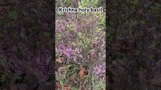 Krishna holy basil #basil #holybasil #herbs #plants