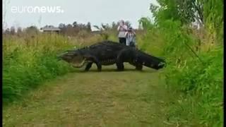 This monster alligator is terrifying