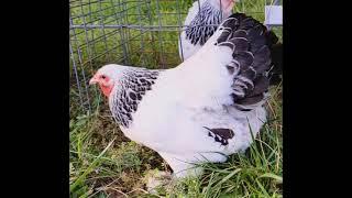 Light Brahma Bantam Pullet, searching for a tasty bug!