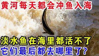 黄河每天都会冲鱼入海，淡水鱼在海里都活不了，它们最后都去哪里了？