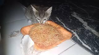 Cute Paw Chronicles: Pasta Feast - Cats' Culinary Adventure 