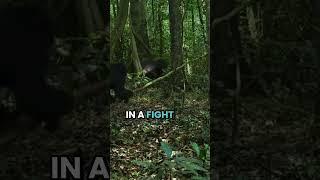 Clash of the Primates: The Intense Gombe Chimpanzee War