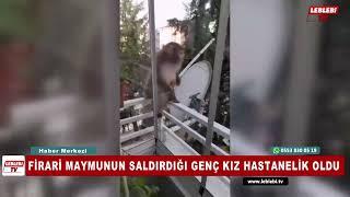 FİRARİ MAYMUNUN SALDIRDIĞI GENÇ KIZ HASTANELİK OLDU