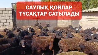 САУЛЫҚ, ТҰСАҚ ҚОЙЛАР САТЫЛАДЫ.