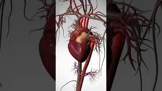 See the Wonder of Your Beating Heart - 3D Animation