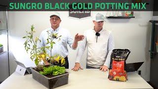 Sungro Black Gold All-Purpose Potting Mix Testing | Know Before You Grow