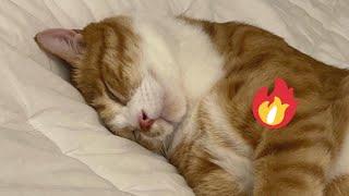  Funniest Cats and Dogs Videos  ||  Hilarious Animal Compilation №515