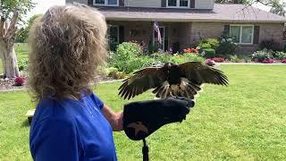 Big Birds Visit our Yard #2