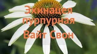 Эхинацея пурпурная Вайт Свон (echinacea purpurea)  обзор: как сажать, саженцы эхинацеи Вайт Свон