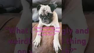 Pug are all cute right? #pug