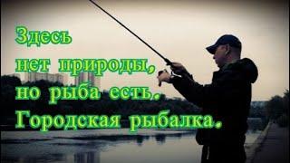 Здесь нет природы, но рыба есть. Городская рыбалка на фидер. Как влияет течение на клёв плотвы