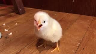 Baby chick chirping