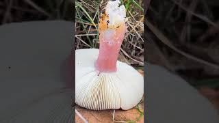 Сыроежка Келе (Russula queletii) short #shorts