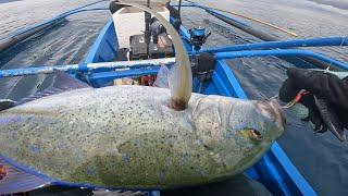 HARVEST MODE KAGATAN MGA TALAKITOK/giant trevally