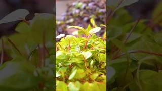 Процесс производства еды #шортс #еда #фудвидео