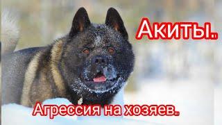 Акиты. Агрессия на хозяев. #akita #акитомания #собака #dog #video #americanakita #агрессия