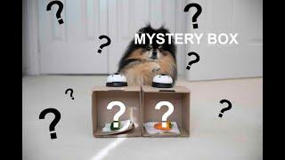 Dog Picks Treats From A Mystery Box