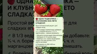 СЕКРЕТ СЛАДКОЙ КЛУБНИКИ ВСЕ ЛЕТО