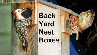 Screech Owl and Woodpecker Nest Boxes For Your Backyard