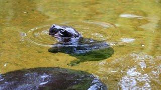 Pygmy Hippo baby makes a splash