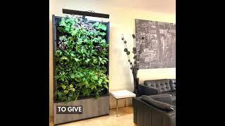 Indoor Green Walls #breatheeasy #greenliving #indoorairquality #sustainableliving