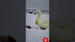  Daisy the Duck Shields Newborn from Freezing Storm ️ | #DuckHero #AnimalRescue #WinterSurvival