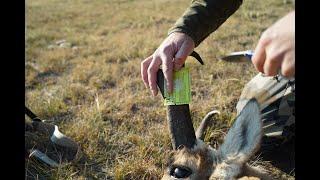 BIG ANTELOPE AT 50 YARDS! Buck down!