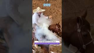 말에서 연기가 나는 이유.ZZAL