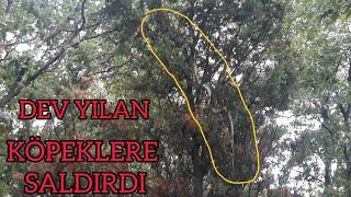 DEV YILANLA KARŞILAŞTIK FENA SALDIRDI (aggressive giant snake) #yılan#snake#vahşiorman#doğa#