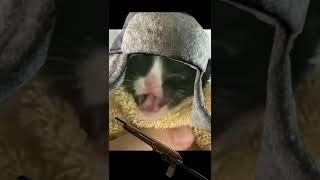 Дикий котик Таркова_1 #EFT #EscapeFromTarkov #Тарков #SMSka #Tarkov  #shor