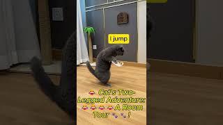  Feline Fun A Cat's  Weekly RoutineFeline Fun #funny #viralshorts #pets