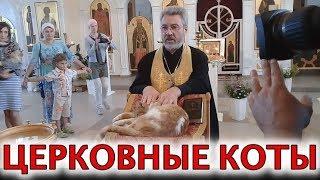 Петр Дынников освятил кошек в храме