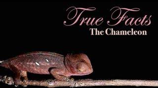 True Facts About The Chameleon