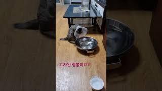 고자된 정봉이