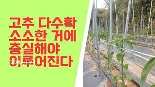 고추 다수확은 저절로 오지 않는다