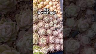 다산의 여왕"말간 잘 키우는 꿀팁 #초보다육 #번식 #나훈아 #삶