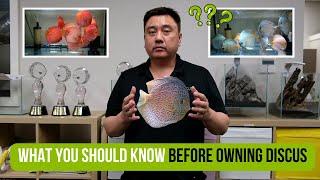 What you should know before owning Discus | A beginner's guide to Discus