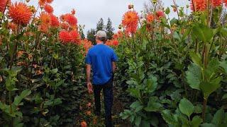 He's Been Growing Dahlias Since He was 10 Years Old! ‍ Meet The Farmer: Dan From Dan's Dahlias!