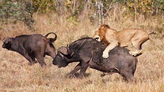 The Ultimate Apex Predators Of The African Wilderness