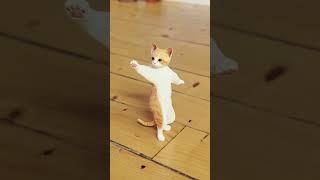 Funny Cat Dance 