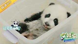 GrowUp! Panda | 熊猫宝宝喝奶现场, 好乖哦~ #成长吧大熊猫