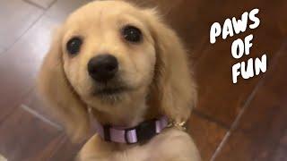 Adorable Pet Antics  Cute and Funny Dog & Cat Compilation! | PETASTIC