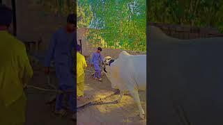 2025_Ki_Qurbani_Ka_Maal__#coming_soon_#bakra_#bakramandi(360p