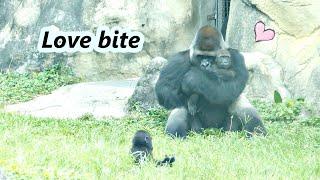 Gorilla daddy D'jeeco gave son Jabali a big hug. / 金剛猩猩爸爸給調皮的兒子大擁抱