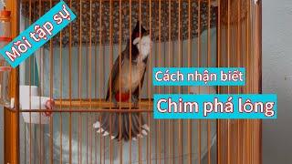 Cách nhận biết chào mào bị cắn phá lông, vuôt đuôi cực đơn giản.