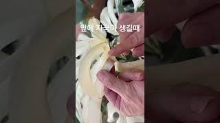 아무 이유 없이 잎이 지저분할때는 가만히 계시면 안됩니다.