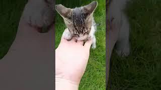 glb 와 새끼고양이